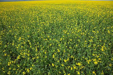 道貌岸然的英雄故事 《黑袍纠察队》动画衍生剧预告