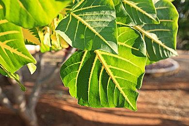 《最后纪元》发布首个赛季更新前瞻 7月10日上线